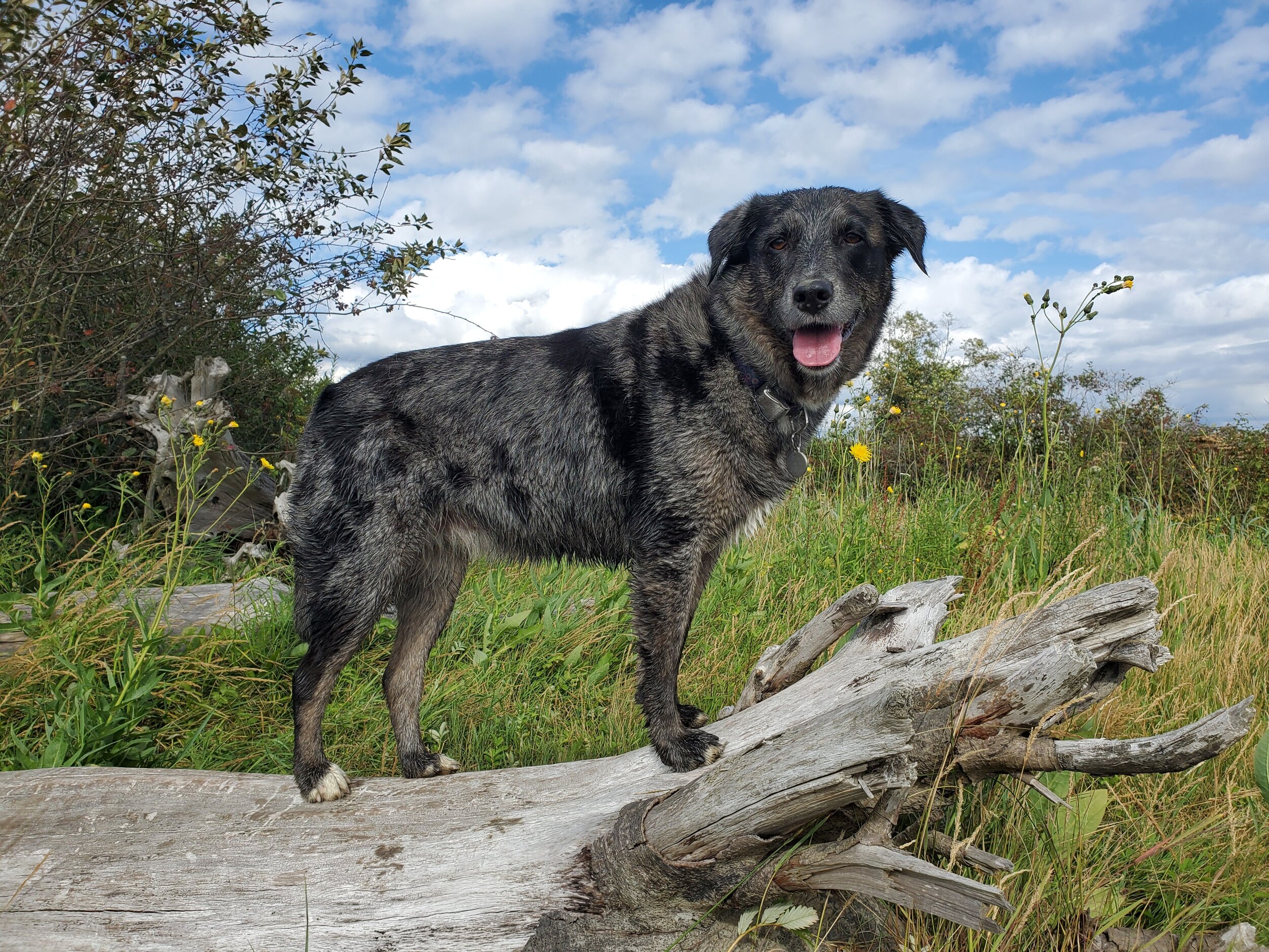 EarthWise Pet grooming photo