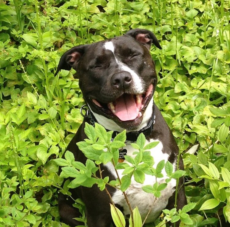 EarthWise Pet grooming photo