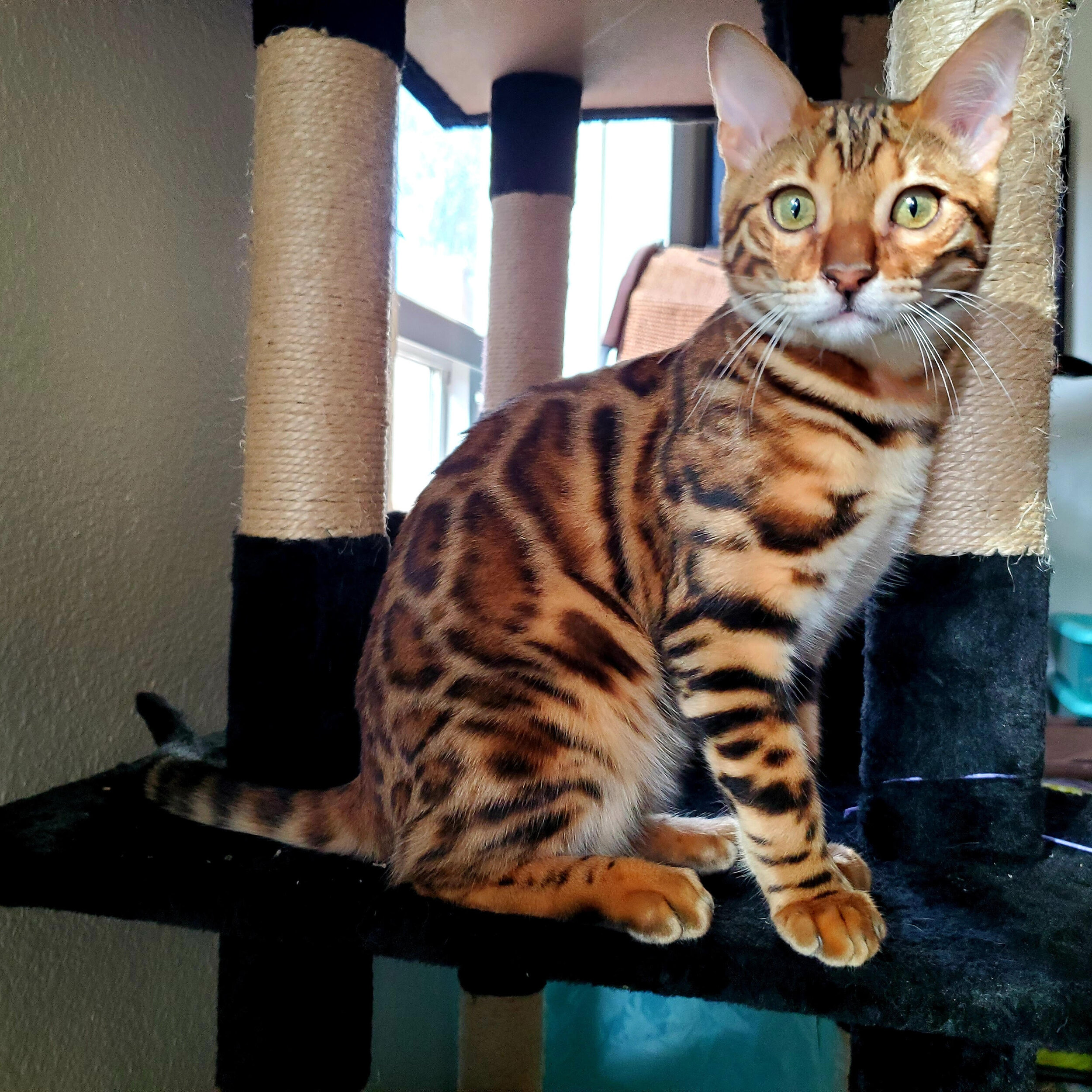 EarthWise Pet grooming photo