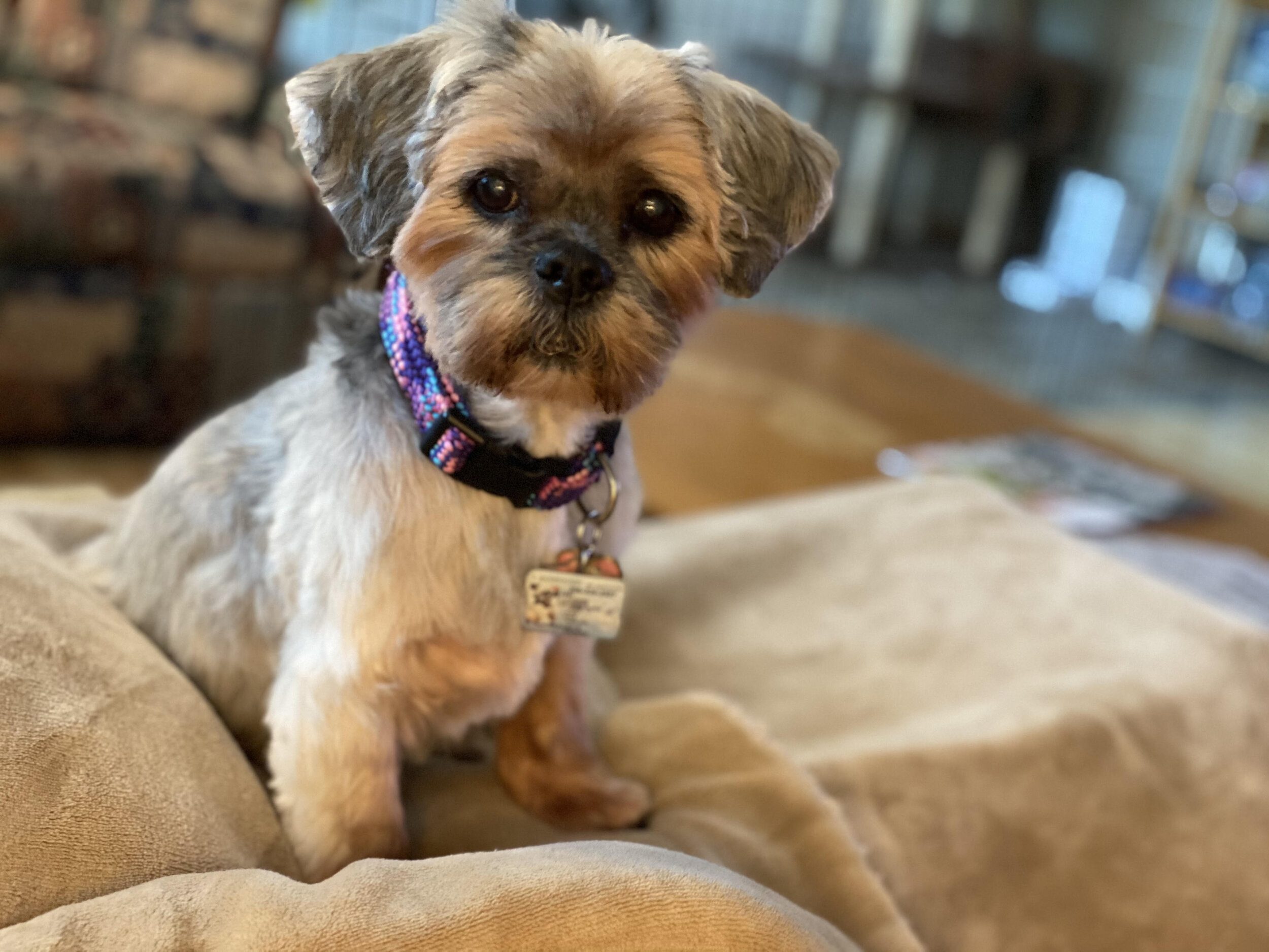 EarthWise Pet grooming photo