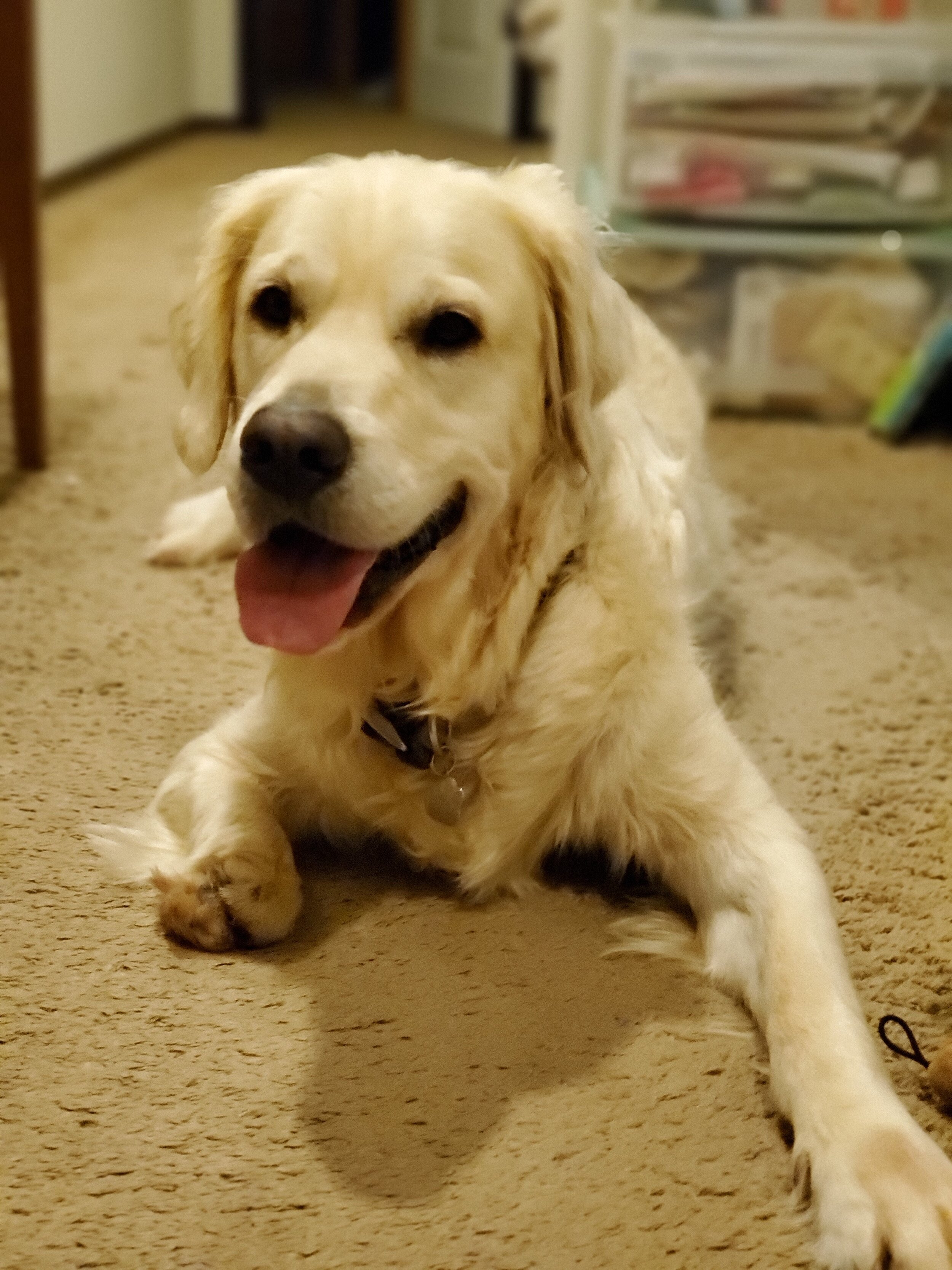 EarthWise Pet grooming photo