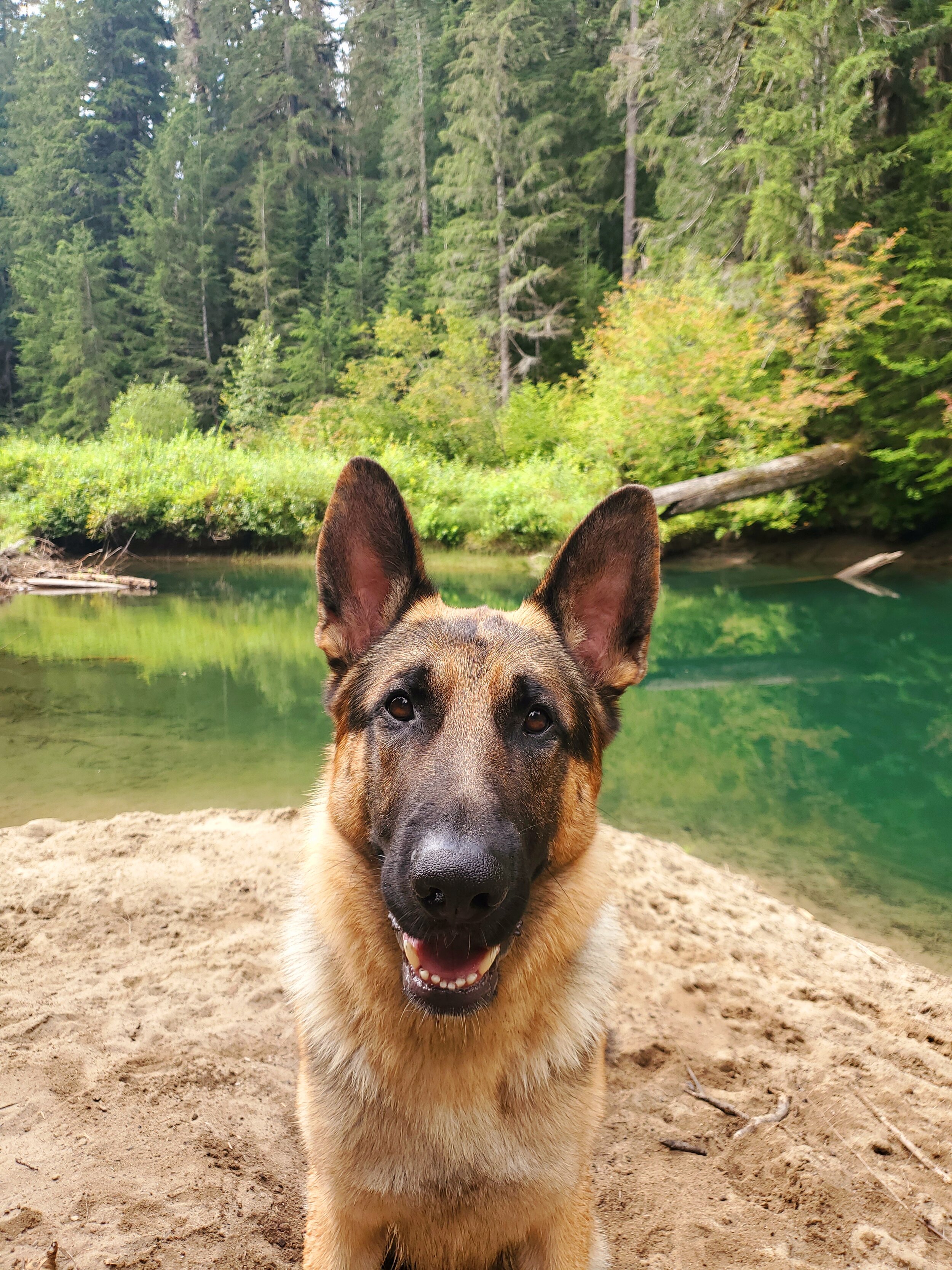 EarthWise Pet grooming photo