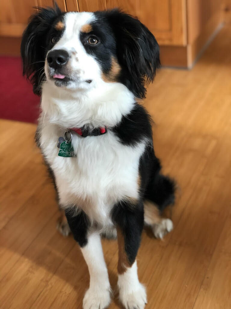 EarthWise Pet grooming photo